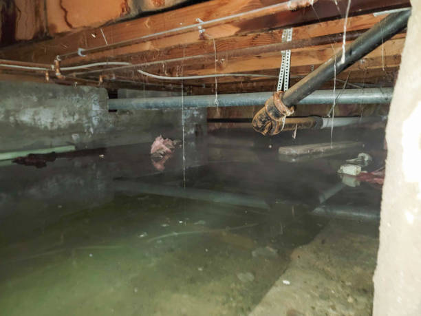 Best Water damage restoration near me  in Willits, CA